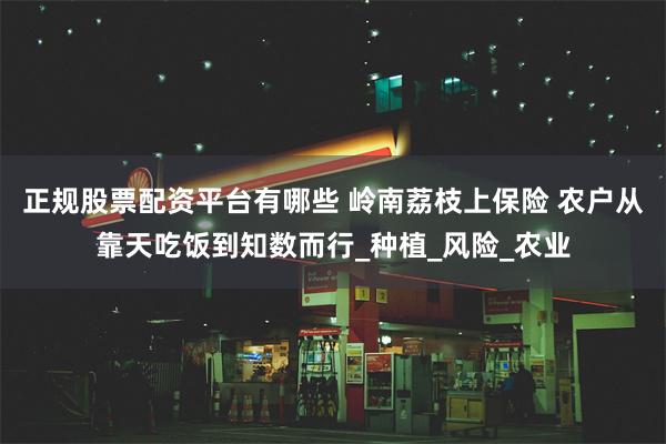 正规股票配资平台有哪些 岭南荔枝上保险 农户从靠天吃饭到知数
